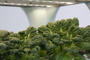 One Indoor Sistemas de cultivo hidropónico para el hogar de plantas NFT Sistema hidropónico de crecimiento vertical industrial Caja de cultivo - Product Image 6