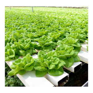 نظام ماكس باور لأنظمة الزراعة بدون تربة، قناة زراعة مائية من أنابيب البي في سي لزراعة الخضروات، حوض نمو بلاستيكي - Product Image 6