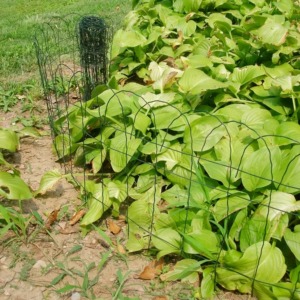 Borde de jardín enrollable de alambre recubierto de PVC con estructura de hierro y madera, y postes de cerca con enrejado para rieles - Product Image 4