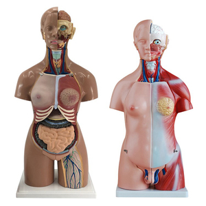 Modèle d'anatomie médicale 85cm modèle de torse sans sexe <span class=keywords><strong>humain</strong></span> avec 20 parties - Product Image 1