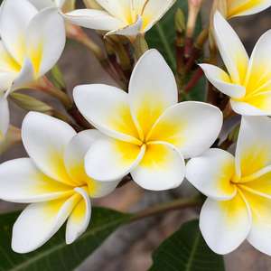 Aceite Esencial <span class=keywords><strong>de</strong></span> Frangipani <span class=keywords><strong>de</strong></span> Grado Premium al por Mayor a Precio <span class=keywords><strong>de</strong></span> Mayoreo para la Elaboración <span class=keywords><strong>de</strong></span> Jabones y Velas, Aceite <span class=keywords><strong>de</strong></span> Frangipani 100% Puro y Orgánico - Product Image 2