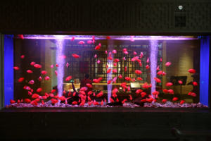 Acuario para Peces <span class=keywords><strong>de</strong></span> <span class=keywords><strong>Agua</strong></span> <span class=keywords><strong>Salada</strong></span> y <span class=keywords><strong>Agua</strong></span> Dulce - Product Image 4