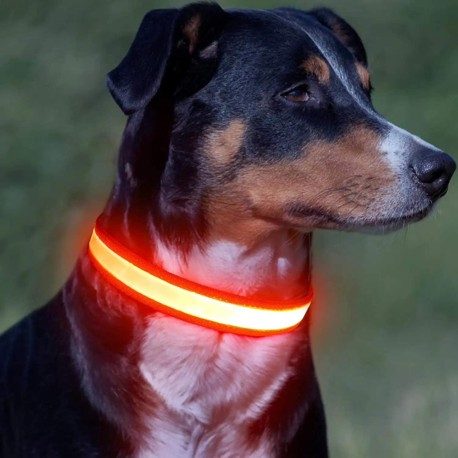 USB ricaricabile LED incandescente collare cane per animali domestici collare per cani forniture leggere per collare cane