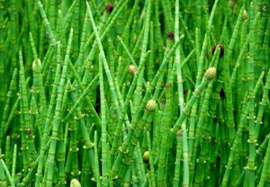 Healthway bedak <span class=keywords><strong>Horsetail</strong></span> alami, persediaan <span class=keywords><strong>Horsetail</strong></span> bubuk rumput - Product Image 5