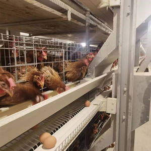 Équipement automatique de <span class=keywords><strong>poulailler</strong></span> pour poulets de chair cages pour animaux à l'état crypté et grossier - Product Image 3