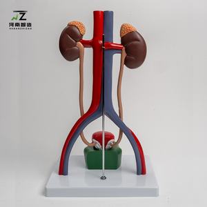 Modelo del Sistema Genitourinario, Molde Anatómico de Riñón para la Enseñanza Tridimensional de la Estructura Vesicoureteral - Product Image 5