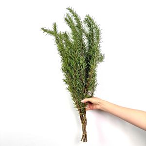 Branches <span class=keywords><strong>de</strong></span> <span class=keywords><strong>romarin</strong></span> en gros, fleurs naturelles cultivées en eau, pour arrangements <span class=keywords><strong>de</strong></span> table occidentale multi-occasions, vert - Product Image 3