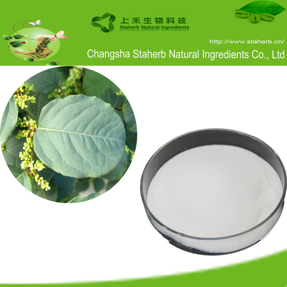 Chinese polygonum cuspidatum root extract resveratrol 98%