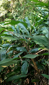 สารสกัดจากเหง้าข่า10:1จากพืชสมุนไพรธรรมชาติ - Product Image 4