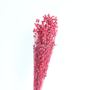Frijol de Acacia Seco Teñido QC, Ecológico, Duradero, Hecho a Mano, Suministros para Floristería, Origen Yunnan, China, Decoración para Bodas - Product Image 3