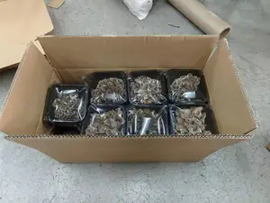 China Maitake Mushroom Export With Wholesale Price