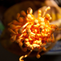 Poudre d'extrait de Cordyceps militaris 100% naturelle, contenant 1%, 2% ou 3% de cordycepine