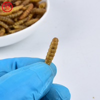 100% naturel en vrac vers à haute teneur en calcium haute teneur en protéines alimentation animale séchage au micro-ondes séché noir soldat mouche larves pour la nourriture des oiseaux
