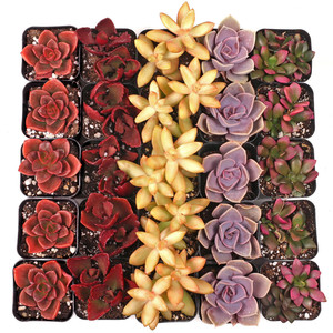 Suculentas de colores vibrantes y llamativos en macetas de 2 pulgadas, paquete a granel de suculentas en tonos cálidos para exhibiciones en eventos y reventa al por mayor - Product Image 6