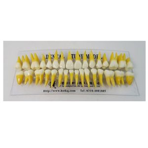 กายวิภาคศาสตร์ฟันฟันสองสีที่หยั่งรากทางกายวิภาค - Product Image 1