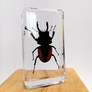 Bảo Quản Vẻ Đẹp Của Côn Trùng Mẫu Côn Trùng Thật Trong Nhựa Mô Hình Sinh Học Hỗ Trợ Giảng Dạy - Product Image 6