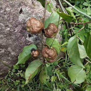 Nguồn Cung Cấp Trái Cây Sấy Khô Actinidia Polygama Nguyên Chất Tự Nhiên Trái Cây Bạc Hà Matatabi - Product Image 4