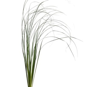 Lexun Grass Tianzhu, Material Floral de Época, Productos de Montaña, Flor de Nicho para Arreglos Florales, Hoja Verde para Bodas en el Bosque - Product Image 5