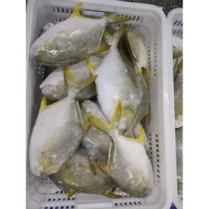 金黄鱼批发商出售干金黄鱼