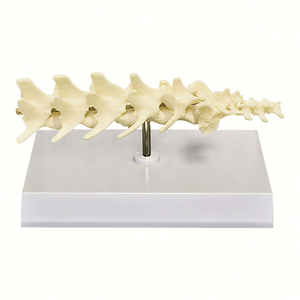 Modelo anatómico de vértebras lumbares para perros, columna vertebral canina, modelo de <span class=keywords><strong>esqueleto</strong></span>, anatomía espinal veterinaria de animales, 5 uds. - Product Image 2