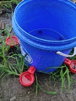 Système d'élevage avicole chinois pour poulets de chair et poules pondeuses, 1 an, faible coût, rendement élevé, équipement d'alimentation et d'abreuvement automatique pour volailles