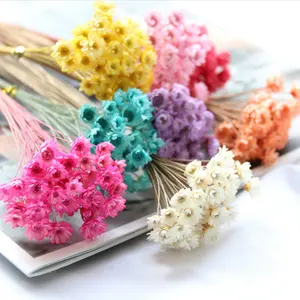 N-086 Natural Dry Flowers Brazilian Small Star Daisy Decorative mini dried flower bouquet for Wedding Floral Arrangements Craft