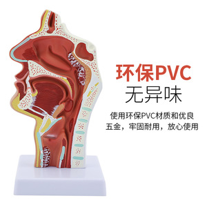 Modelo anatómico de la faringe, cavidad nasal, boca, faringe, cavidad laríngea, cavidad oral, longitudinal - Product Image 4