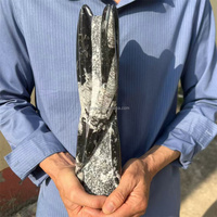 Spécimen de Céphalopode Orthocéros du Maroc, Grande Taille, Surface Brillante, Fossile Droit, pour la Géologie, Ornement de Table Minérale