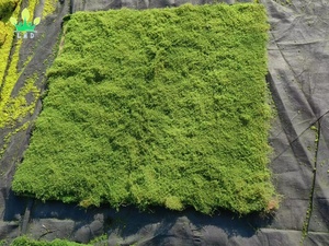 Alfombra <span class=keywords><strong>de</strong></span> Musgo Artificial, Alfombra <span class=keywords><strong>de</strong></span> Césped, <span class=keywords><strong>Plantas</strong></span> Decorativas <span class=keywords><strong>de</strong></span> Seda y Algodón, 1m*1m, Marca Lmd, para Bodas, Hogar, Patio Trasero, Balcón, Uso Interior y Exterior - Product Image 2