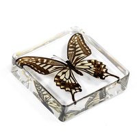 Véritable Papillon Séché en Résine Transparente Réaliste Junior Lycée Classe Enseignement Ressource Observer Artificielle Ambre Spécimens