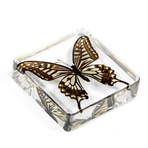 Bất Khô Bướm Trong Rõ Ràng Nhựa Sống Động Như Thật Trường Trung Học Cơ Hội Trung Học Lớp Học Giảng Dạy Tài Nguồn Quan Sát Nhân Tạo Hổ Phách Mẫu - Product Image 3