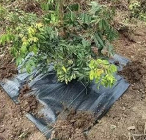 Bâche en PE imperméable, protection UV, anti-mauvaises <span class=keywords><strong>herbes</strong></span>, durable <span class=keywords><strong>pour</strong></span> l'agriculture extérieure et le jardinage domestique, tailles personnalisées - Product Image 5