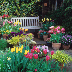 Bulbes de tulipes cultivés localement - Plantes fleurissantes <span class=keywords><strong>vivaces</strong></span> résistantes au froid (-5°C) faciles à faire pousser en intérieur/extérieur pour culture hydroponique - Product Image 3
