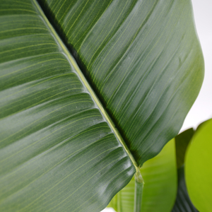 Árbol de Plátano Artificial de <span class=keywords><strong>Ravenala</strong></span> de Plástico de Alta Calidad, Plantas Verdes del Paraíso, Resistentes a los Rayos UV, Ecológicas, 150 cm, para Hoteles y Cafeterías - Product Image 2