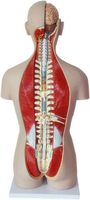 Modèle de torse humain de luxe de 85 cm, double sexe, 27 pièces, dos ouvert, comprend des organes reproducteurs masculins et féminins interchangeables, CE/ISO