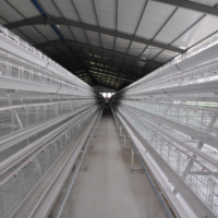 Cage à poulets de type A entièrement automatique, cages à batterie durables pour poulets pondeuses, poulailler