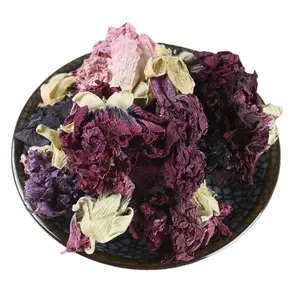 中国盛开的茶干紫色Alcea rosea花整体用于混合茶