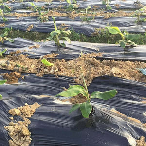 Landwirtschaftliche Garten-Anti-UV-PE-Blasform-Mulchfolie Bodenabdeckung Schwarz-Silber Kunststoff-Mulchfolie - Product Image 2