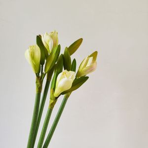 Vente en gros de haute qualité 80cm PU <span class=keywords><strong>Amaryllis</strong></span> fleurs réaliste rose <span class=keywords><strong>blanc</strong></span> pour Noël décoration de la maison pour l'obtention du diplôme de Pâques - Product Image 5
