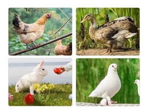 กรงไก่แบบเคลื่อนย้ายได้พร้อมฐานเชื่อมต่อ  หลังคาโลหะ สำหรับใช้ในบ้าน พร้อมคอกวิ่งสำหรับไก่และกรงนก - Product Image 3