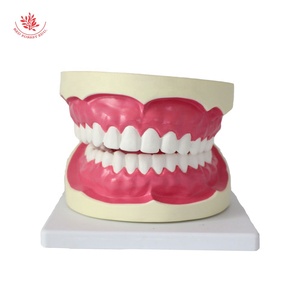 Dạy kèm cho trẻ em trong việc đánh răng mô hình Nha Khoa Tài Nguyên giảng dạy mô hình răng nha khoa phóng to 6x - Product Image 3