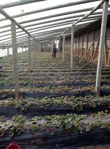 Film de <span class=keywords><strong>paillage</strong></span> agricole noir en plastique pour le contrôle des mauvaises herbes, épaisseur 25 microns, pour fraises, tomates et autres plantes, couverture de sol - Product Image 3