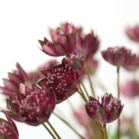 Bunga Astrantia Buatan Grosir, Bunga Masterwort Simulasi, Hijau Burgundy, Bunga Dekoratif untuk Rumah dan Rumah Pertanian