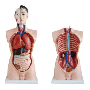 MECAN 85CM Male Upper Torso Mannequin Medical Use Human Body 19 Parts Medical Teaching Torso Anatomy Model