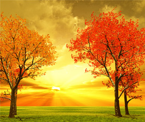 Papel Tapiz de Paisaje de Árboles al Atardecer de Otoño Cálido, Follaje Vibrante Rojo y Naranja, Decoración Moderna para el Hogar, Impermeable, Despegable, para Dormitorio - Product Image 2