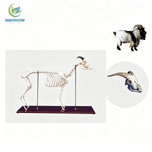 Modelo de <span class=keywords><strong>Esqueleto</strong></span> de <span class=keywords><strong>Cabra</strong></span> Anatómico de Tamaño Real, Especímen de Hueso de Cordero Realista para Educación Veterinaria y Ayuda en Anatomía para Acupuntura Médica - Product Image 4