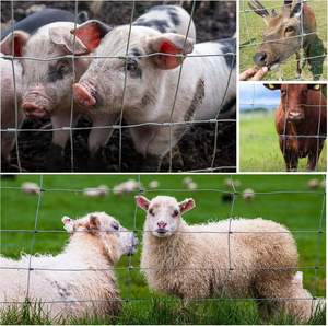Rouleau de treillis métallique résistant aux intempéries pour clôture de bétail agricole à 10 lignes pour enceinte de moutons et de chèvres - Product Image 6
