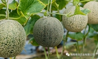 Poudre de melon séché naturel pour boisson au jus de fruits, crème glacée, smoothies, gâteau, boisson instantanée en poudre de l'usine BRC Halal