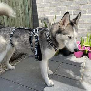 Arnés para perros a prueba de Escape, arnés ajustable suave para <span class=keywords><strong>Galgo</strong></span>, arnés para perros sin tirones, chaleco para mascotas con correa para perros - Product Image 3