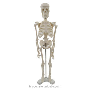 Modelo de Esqueleto Humano, Equipo de Enseñanza al por Mayor, Herramienta de Enseñanza de PVC, Modelo de Anatomía de Ciencias Médicas, Modelo de Esqueleto - Product Image 3